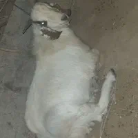 بزه گوشتی|حیوانات مزرعه|کرباسک, |دیوار