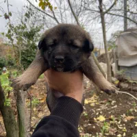 توله سگ|سگ|تالش, طولارود|دیوار