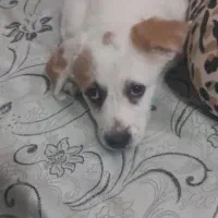 سگ پاکوتاه|سگ|رفسنجان, |دیوار