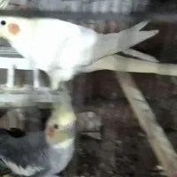 عروس هلندی مولد زعفرانی