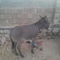 الاغ موقع بار