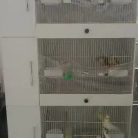 قفس پرنده اروپایی