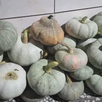 کدو سفید حلوایی خوشمزه شیرین کیلویی ۵۰تومن