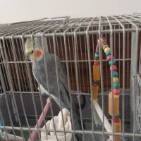 عروس هلندی با قفس