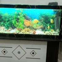 آکواریوم و ماهی