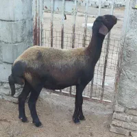 گوسفند یک شکم|حیوانات مزرعه|گنبد کاووس, |دیوار