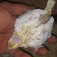 جوجه عروس هلندی لوتینو