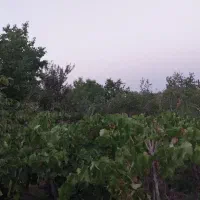 فروش منزل نیمه کاره و دامداری یکجا در چاپشلو درگز