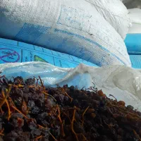مویز بش آفتابی|خوردنی و آشامیدنی|شیراز, گویم|دیوار