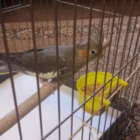 عروس هلندی نر ۱۰ ماهه با قفس