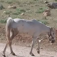 اسب مادیان کرد|اسب و تجهیزات اسبسواری|پادنا, |دیوار