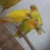 کوتوله برزیلی نر و ماده ، کاسکو سرلاکی