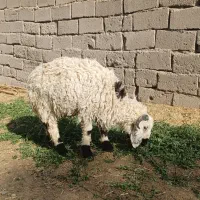 ۶ تا بره نر چاق چاق مناسب کشتن قربانی و داشتی