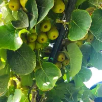 باغ-کیوی-تو-سرخ