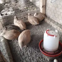 بلدرچین ماده تخم گذار