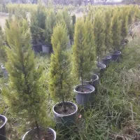 یاس  افرا   سیکاس  پالم  لاوسون طلایی و شمشاد