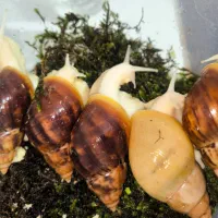 واگذاریی حلزون آچاتینا