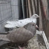 پرنده دورگ کوهی|پرنده|اهواز, کیانشهر|دیوار
