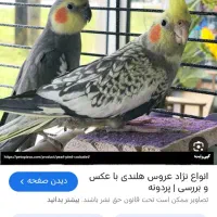 فروش یک جفت عروس هلندی بایک جفت طوطی گتوله|پرنده|زرند, |دیوار