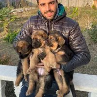 غذای سگ و گربه اسکلت مرغ و گردن مرغ چرخ شده