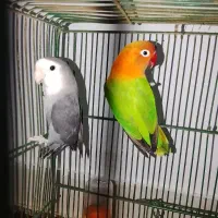 کوتوله بریزیلی