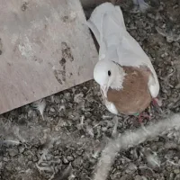 جفت‌طوقی‌کاکلی‌نروماده|پرنده|کاشمر, |دیوار