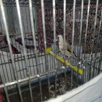 سهره ماده بخوان