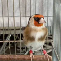 سهره|پرنده|کرج, بنیاد|دیوار