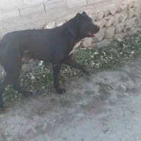 سرابی نسل کوله|سگ|اردبیل, |دیوار
