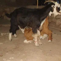 بز کهره دار
