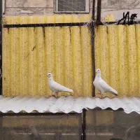 کبوتر|پرنده|تهران, امام حسین|دیوار