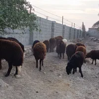 بره نر افشاری چاق و شیشک ماده