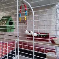 جفت فنچ سفید مولد