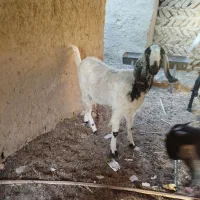 گتاچ آبستن|حیوانات مزرعه|سراوان, |دیوار