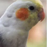 پرنده عروس هلندی