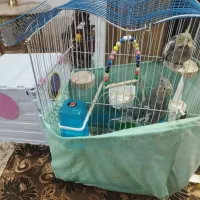 عروس هلندی