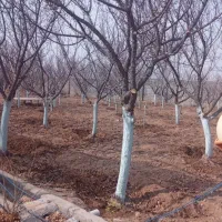 سمپاشی وباغبانی هرس  تیلر زدن کودوگل خاک همه جا|خدمات باغبانی و درختکاری|مشهد, وکیل‌آباد|دیوار