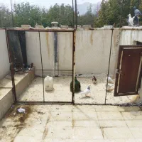 فروش دسته کفتر پلاکی|پرنده|شیراز, دینکان|دیوار