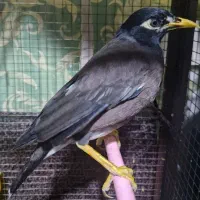 مرغ مینا وعروس هلندی