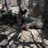 فروش خروس و جوجه جوجه خروس محلی گلین چهل تاژ|حیوانات مزرعه|شیراز, علی آباد|دیوار
