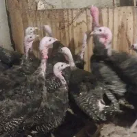 بوقلمون ماده برنز