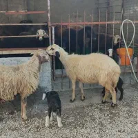 دو راس شیشک شکم اول هردو دو دندان