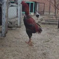 خروس لاری ۱۴ ماه افغان در سلماس|حیوانات مزرعه|خوی, |دیوار