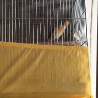 سهره قناری لر بخون ابلغ سفید