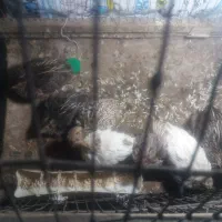 جوجه بلدرچین