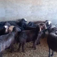 بره نر پای پروار جفتی ۸۰