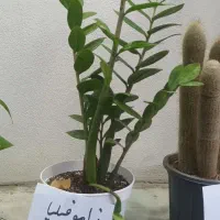 انواع گل آپارتمانی