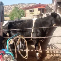 گاوهلشتاین اصیل
