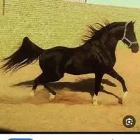 کره مادیون مشکی یک سال و نیم