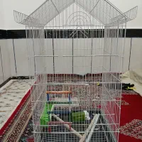 حمیدیه|لوازم جانبی حیوانات|سوسنگرد, |دیوار